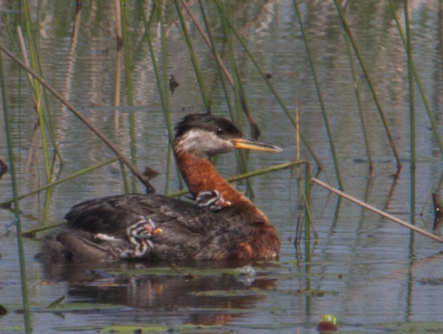 first day grebes