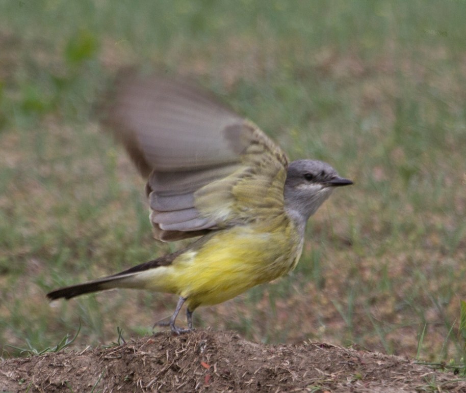 kingbird blur