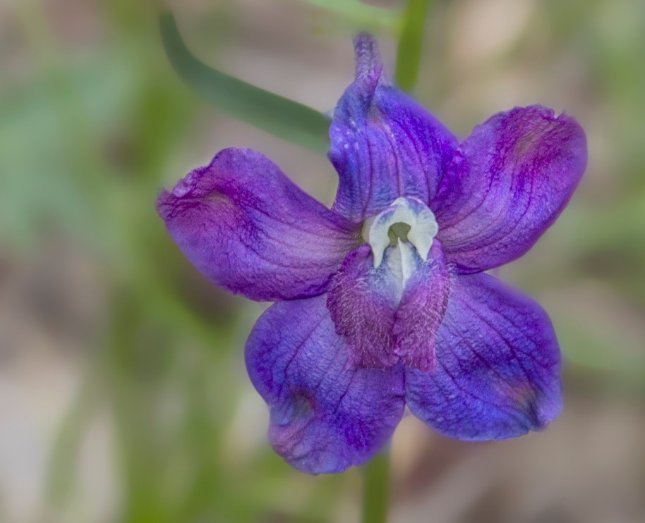 larkspur