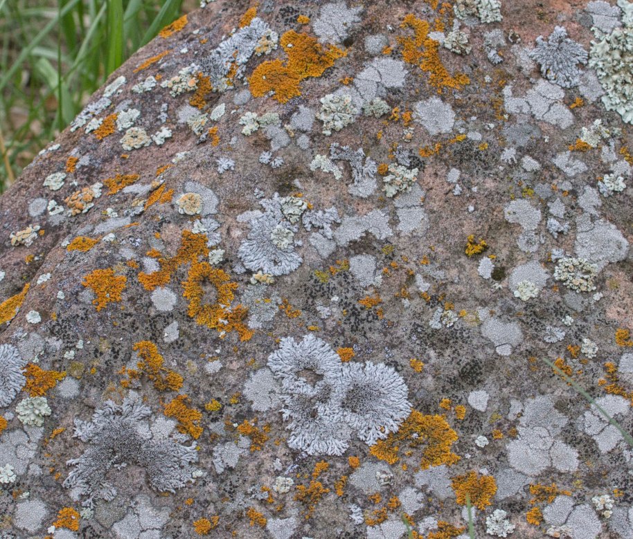 lichen custer