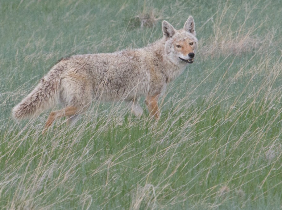 posing coyote