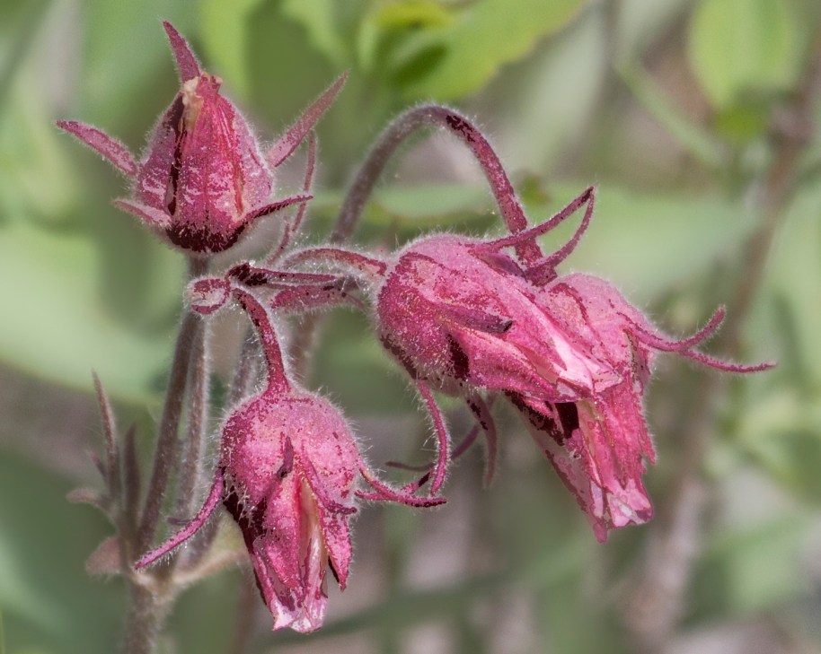 prairie smoke1