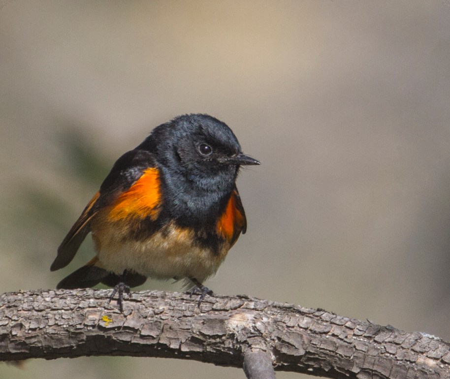 redstart attitude