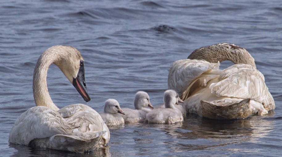 swan family2