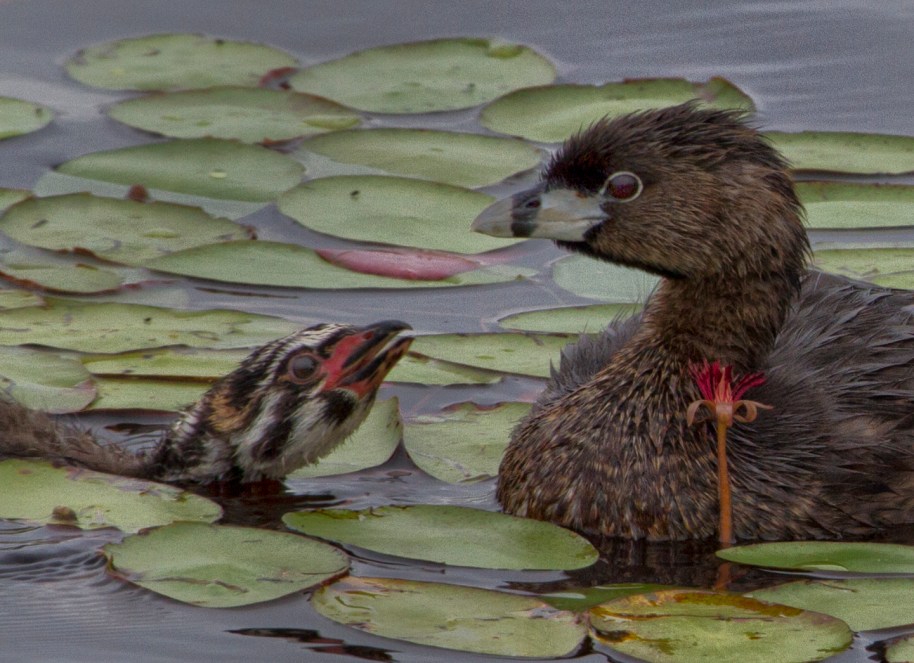 begging grebe