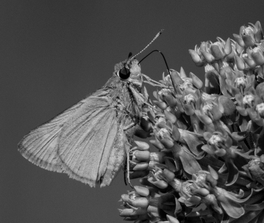ck and white skipper