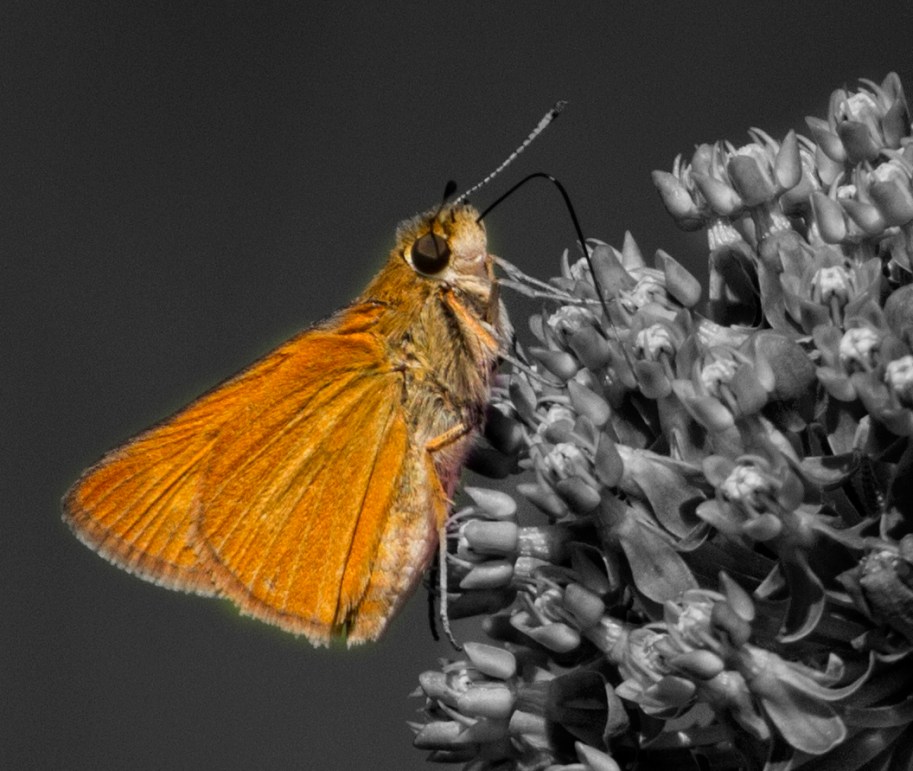 edited color skipper