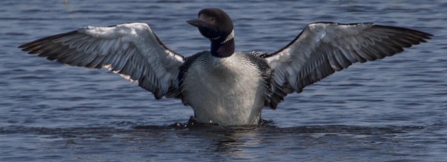 loon stretch