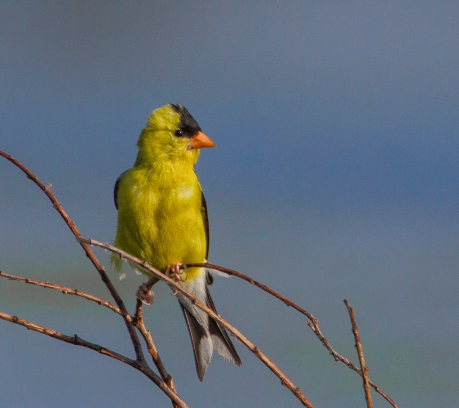 male goldfinch 2
