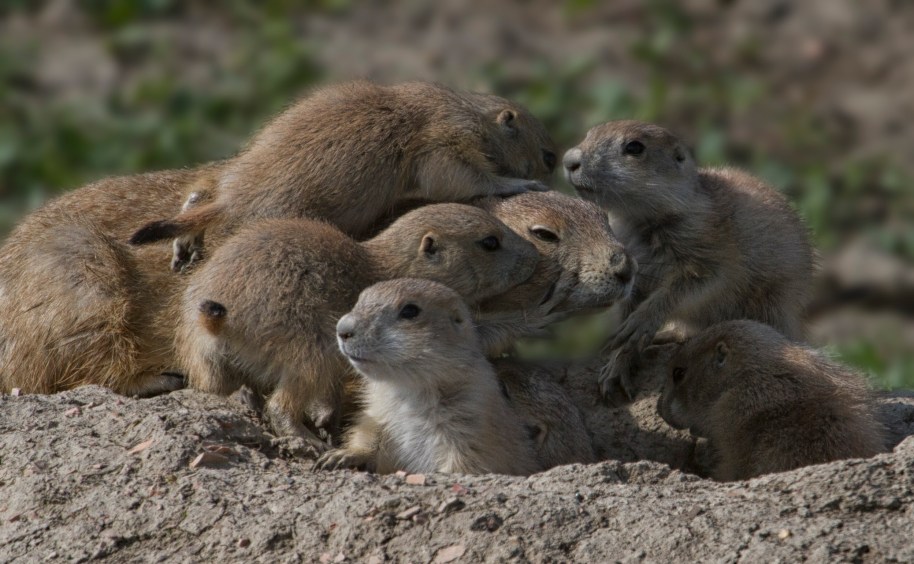 prairie dog home