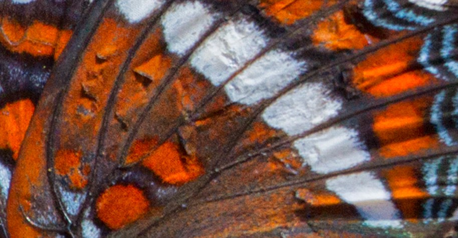 red admiral wing detail