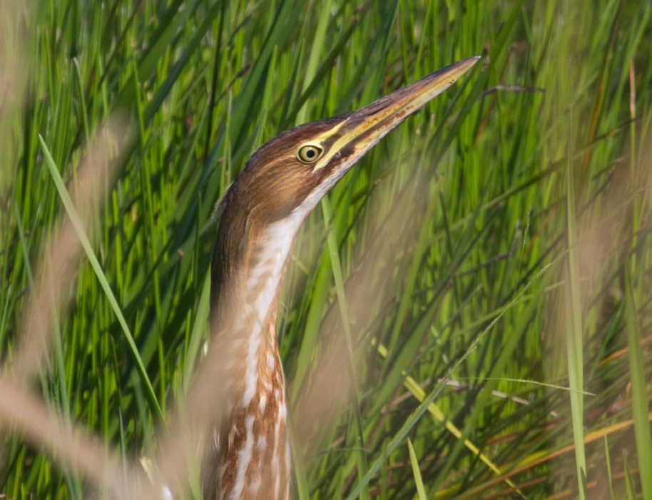 bittern eye