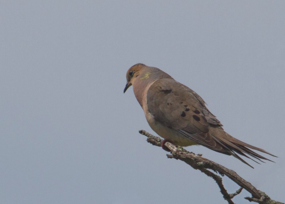 morning dove calling