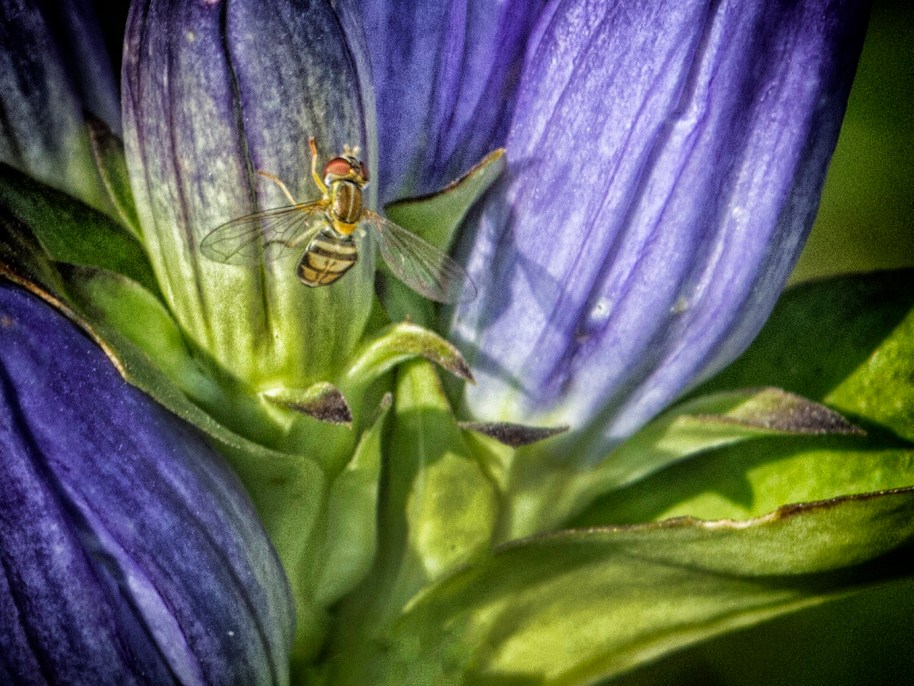 fly on gentian