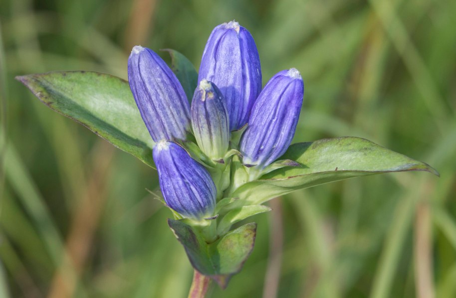 gentian