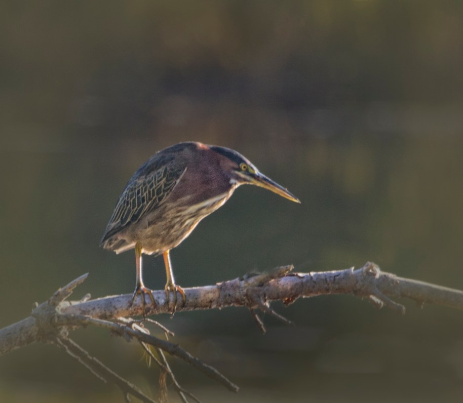 green heron2