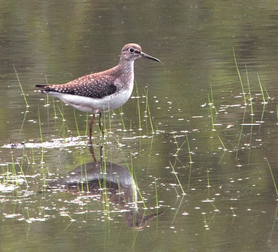 sandpiper