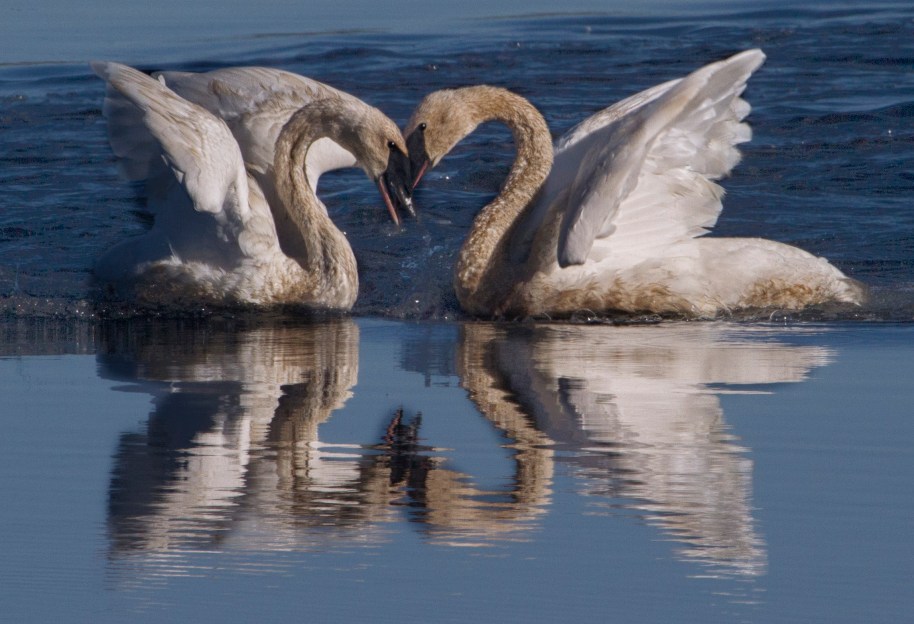 swan heart