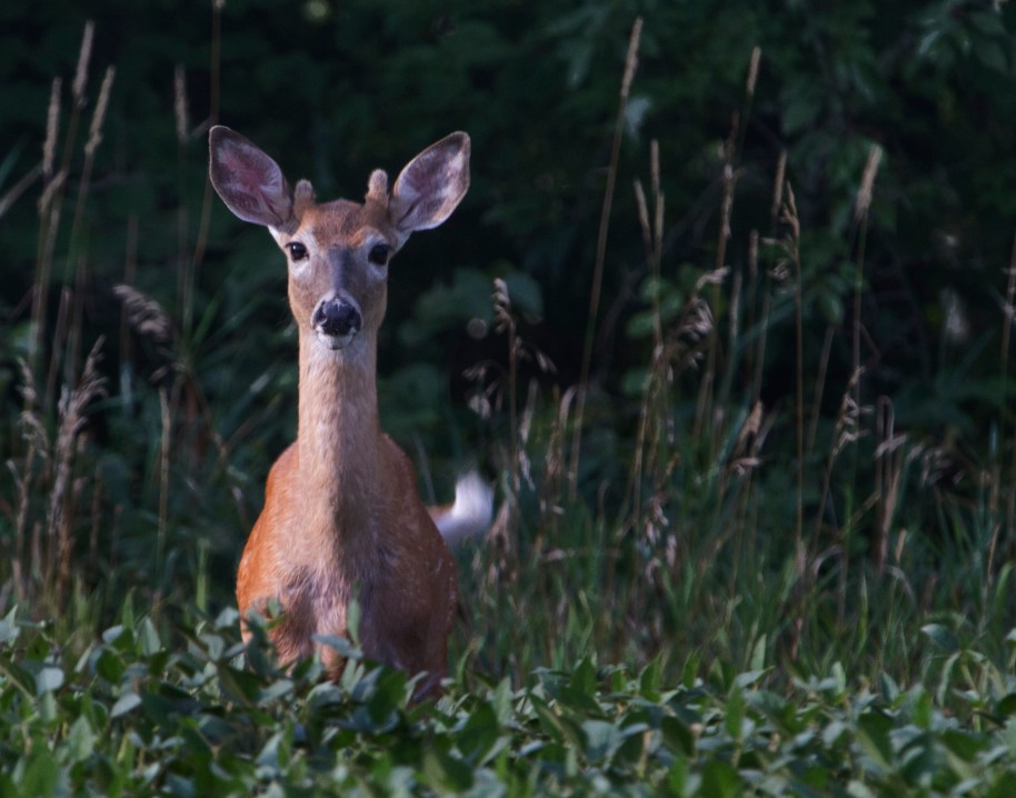 young male deer