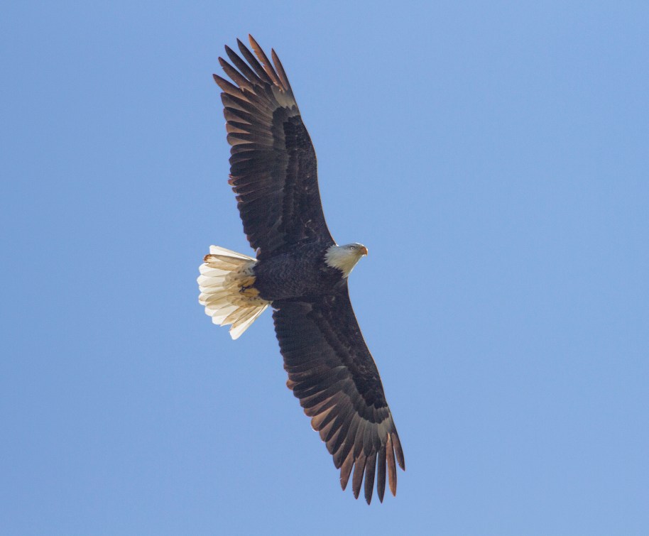 bald eagle in flight