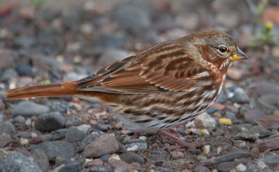 fox sparrow