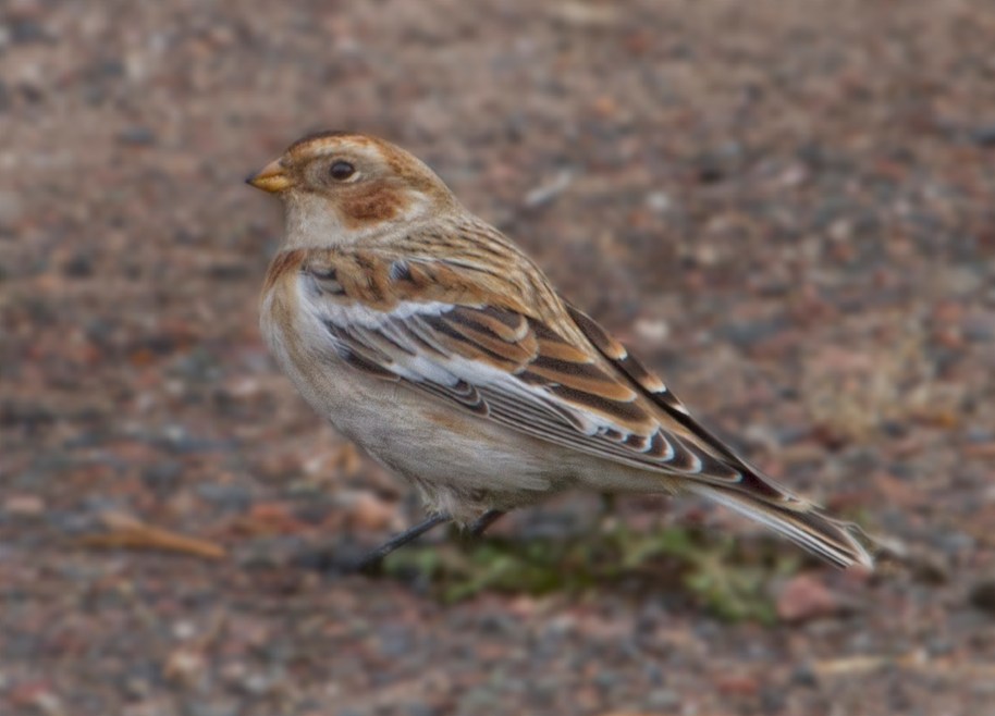 snow bunting 2013