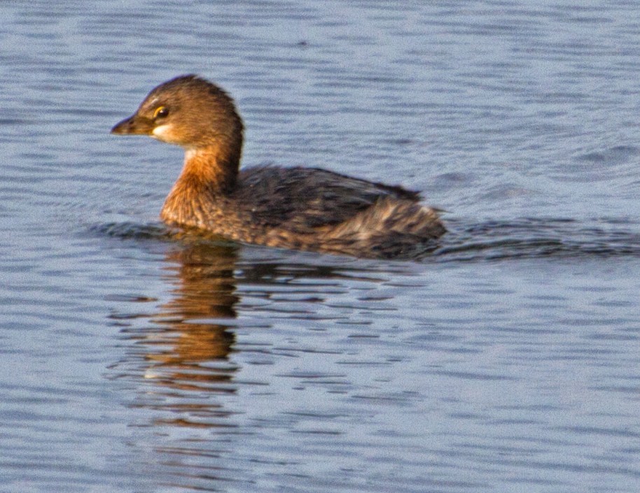 young grebe