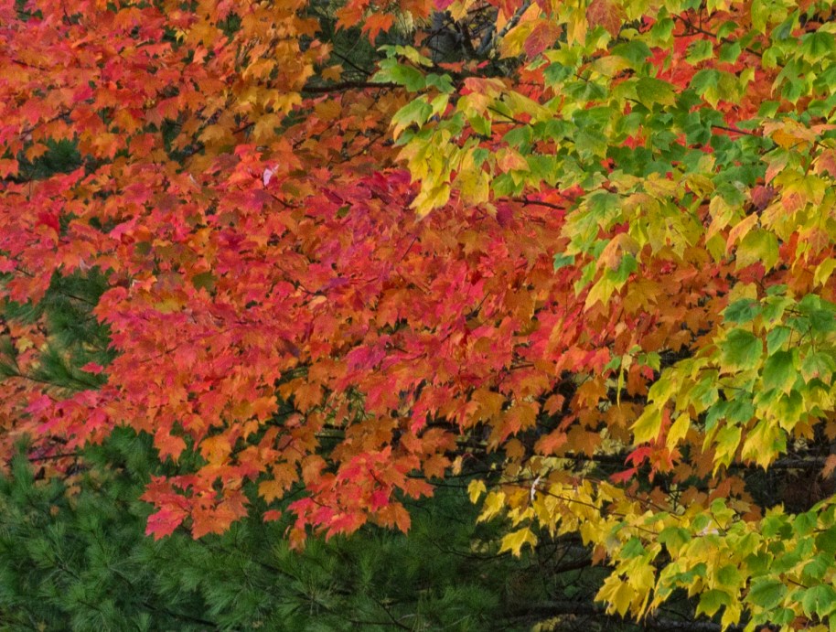 fall foliage44
