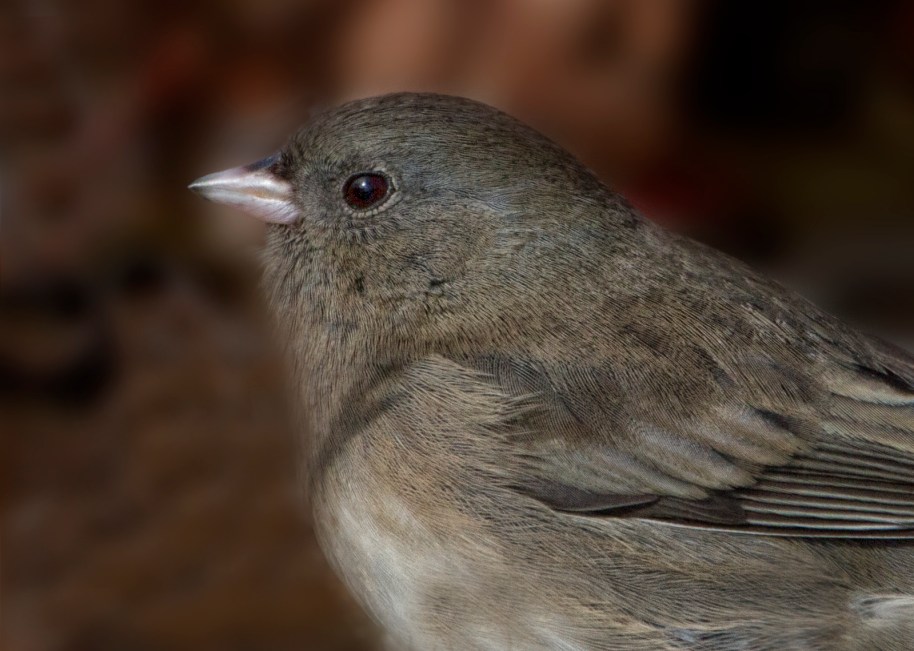 junco portrait