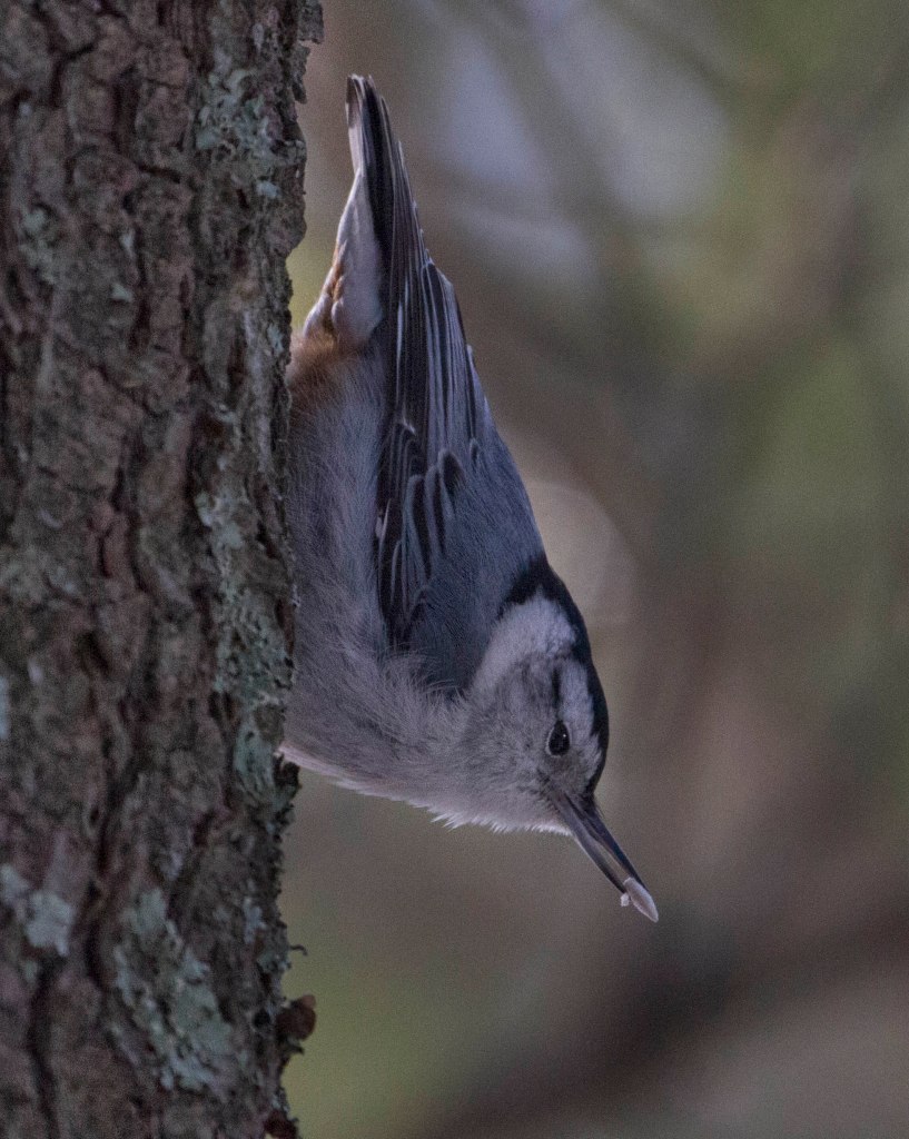 nuthatch white