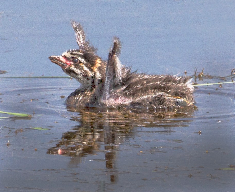 baby pied bill grebe