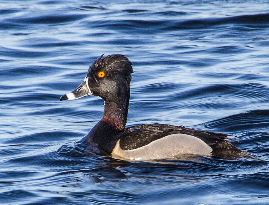 male ring neck-final