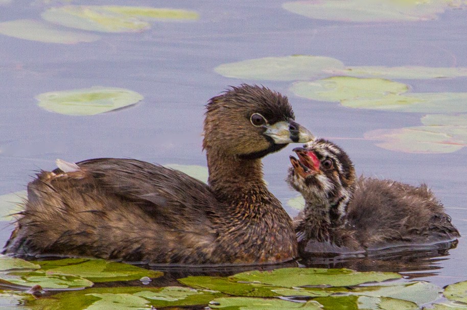 pied billed baby begging