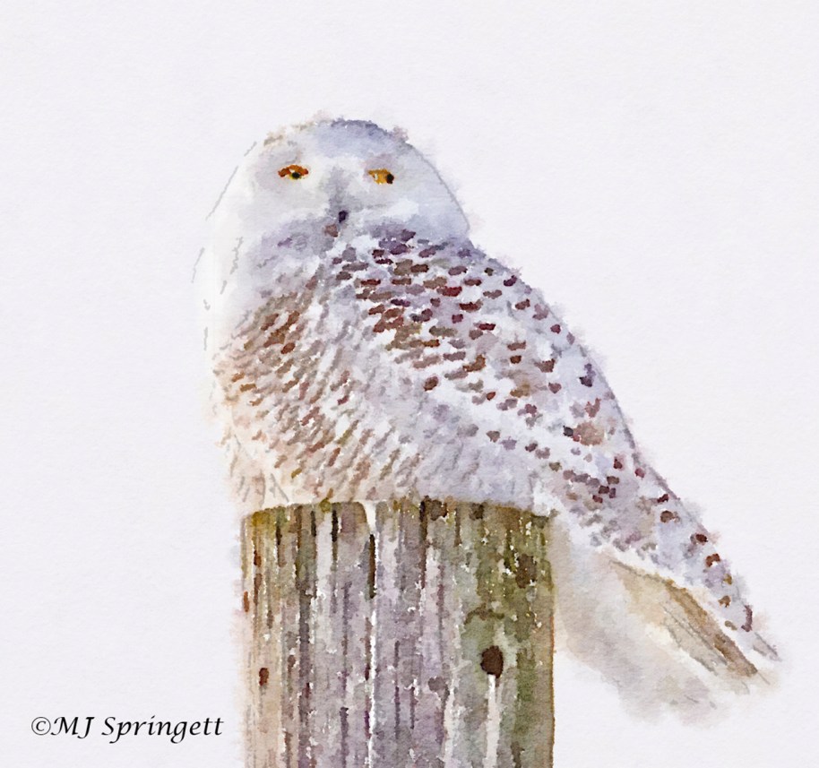 snow owl water final