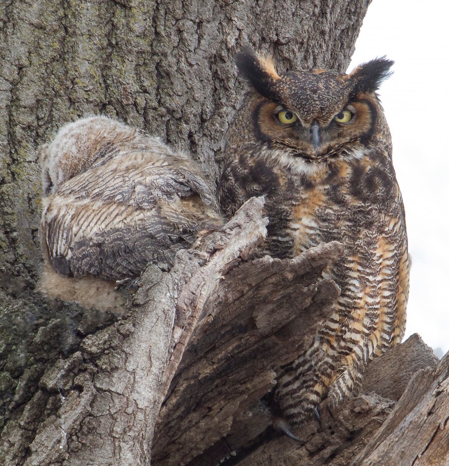 under the watchful eye