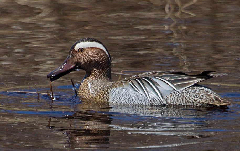garganey4