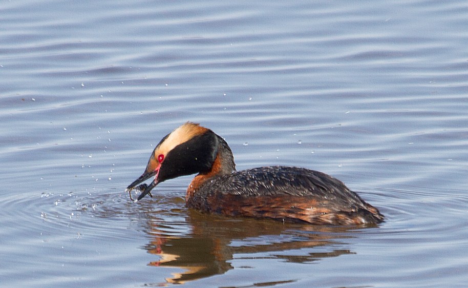 grebe lunch