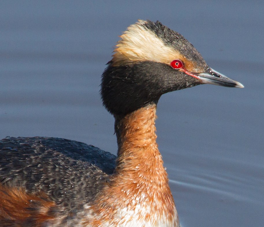 grebe portrait
