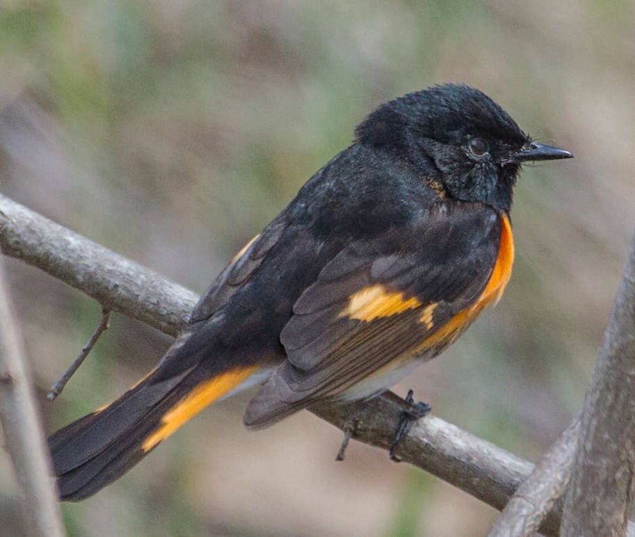 redstart