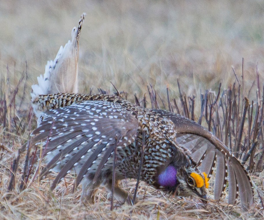 sharptail dance