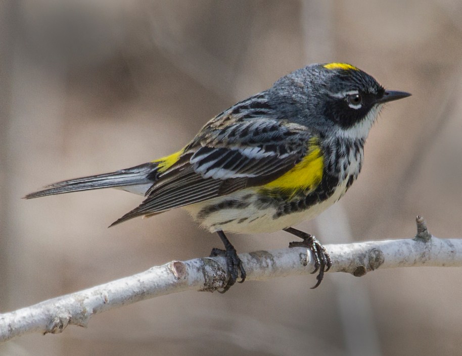 yellow rump warbler