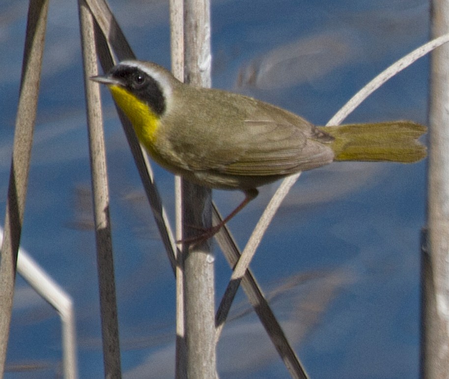 yellow throat redo