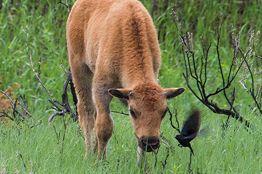 curious calf