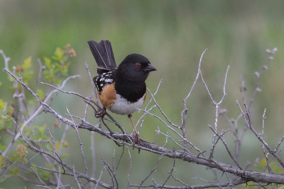 spotted towhee