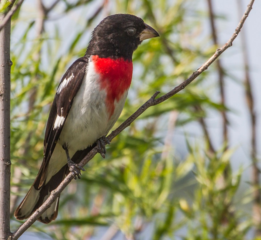 rose-breasted grosbeak