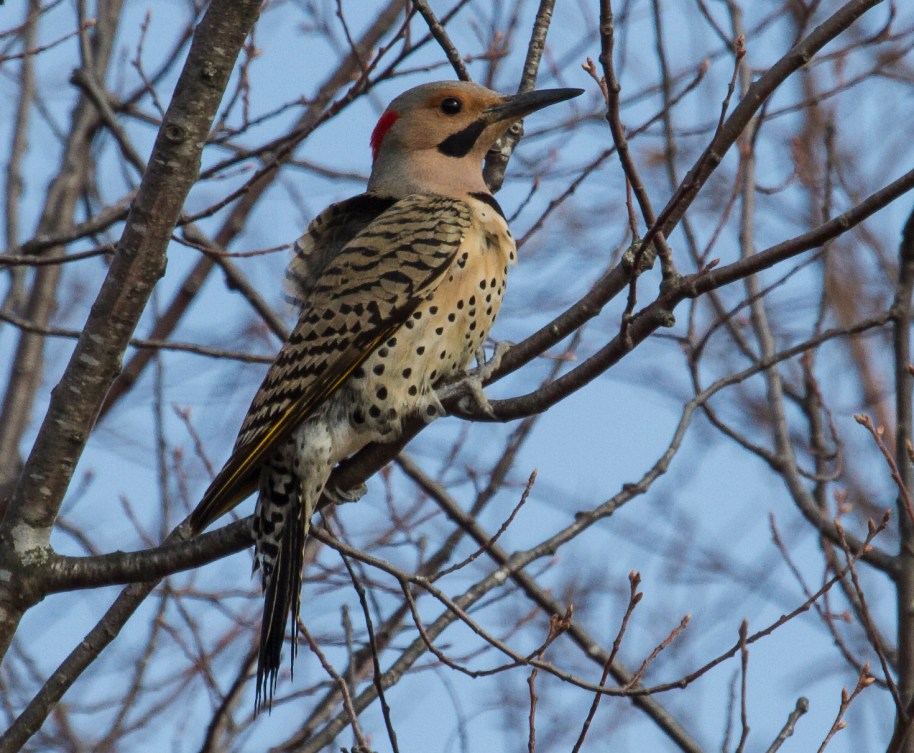 spring flicker crex