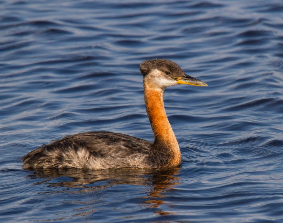 red neck grebe sharpened