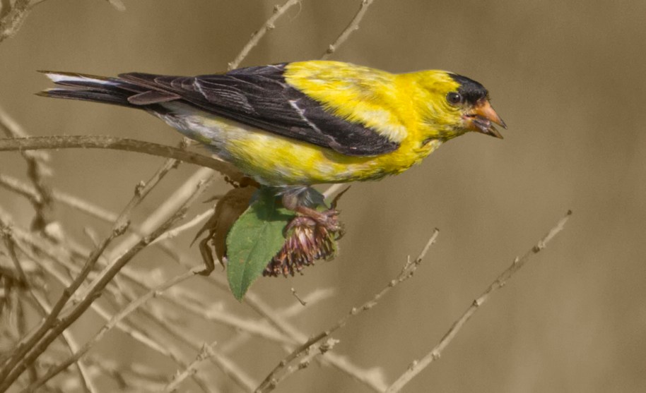 sepia goldfinch3