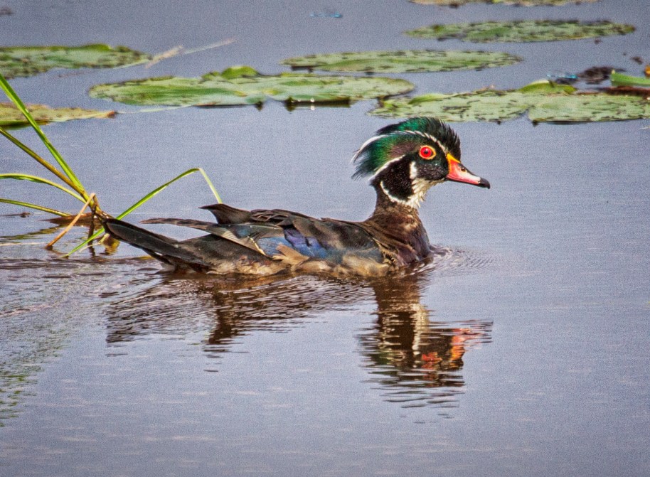 summer wood duck