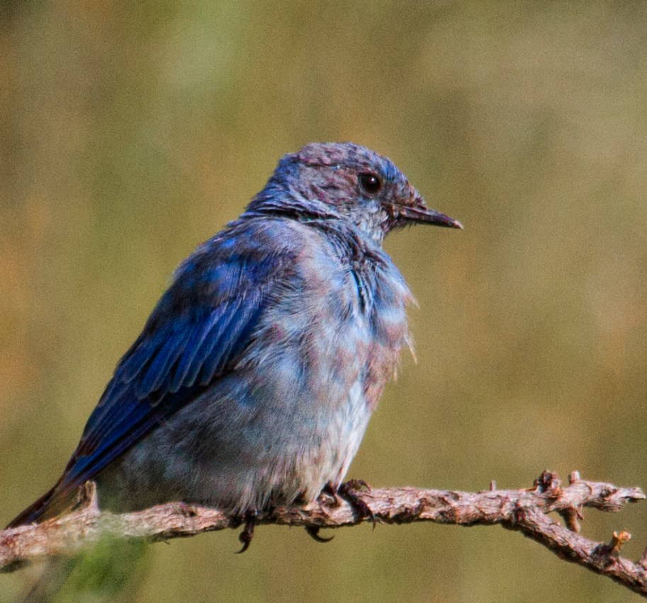 wet bluebird